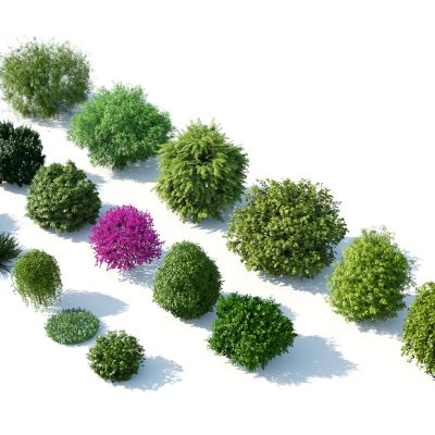 灌木，花草，园林植物，景观植物，花卉，灌木花草