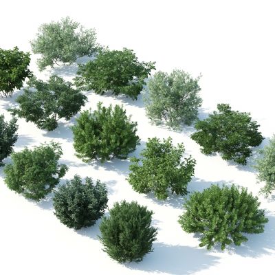 灌木，花园植物，园林植物，园林灌木，灌木花草