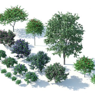 灌木，花草，园林植物，景观植物，花卉，灌木花草