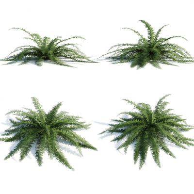 灌木，花草，园林植物，景观植物，人工修剪植物