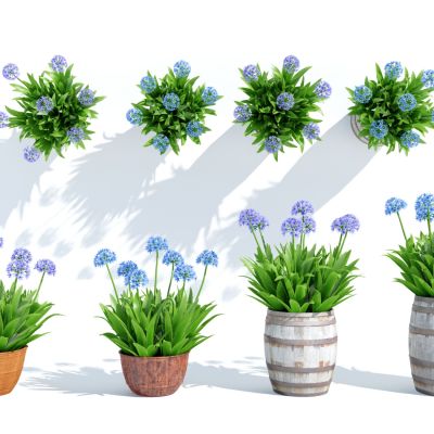 现代盆栽，小盆栽，花，花盆，吊篮，花篮，植物装饰品，植物摆件