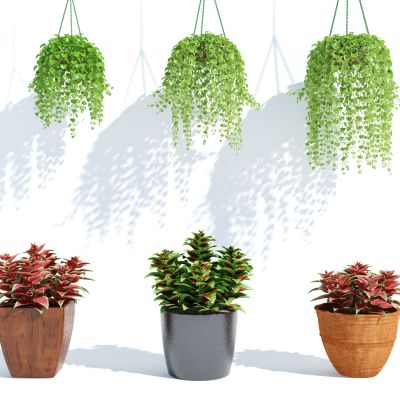 现代盆栽，小盆栽，花，花盆，吊篮，花篮，植物装饰品，植物摆件