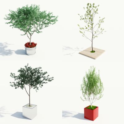现代盆栽，小盆栽，灌木，户外盆栽，室内小盆栽，装饰品盆栽