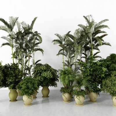 现代盆栽，室内盆栽，室外盆栽，灌木，花盆，植物装饰品