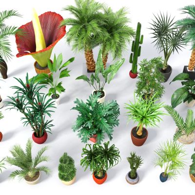 现代盆栽，小盆栽，灌木，户外盆栽，室内小盆栽，装饰品盆栽