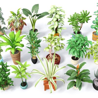 现代盆栽，小盆栽，灌木，户外盆栽，室内小盆栽，装饰品盆栽