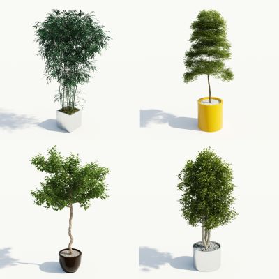 现代盆栽，小盆栽，灌木，户外盆栽，室内小盆栽，装饰品盆栽
