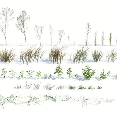 现代灌木，灌木，花草，杂草，草堆，树叶，落叶