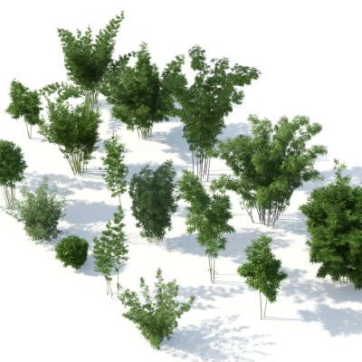 中式植物，竹子组织，竹子盆栽，竹子，竹林植物，竹林，竹子灌木