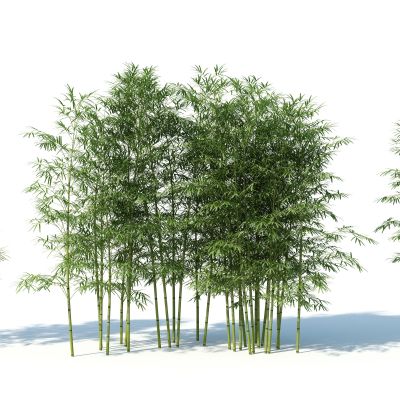 中式植物，竹子组合，竹子，竹林植物，竹林，竹子灌木