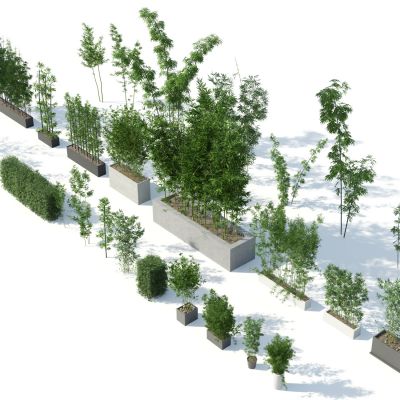 中式植物，竹子组织，竹子盆栽，竹子，竹林植物，竹林，竹子灌木