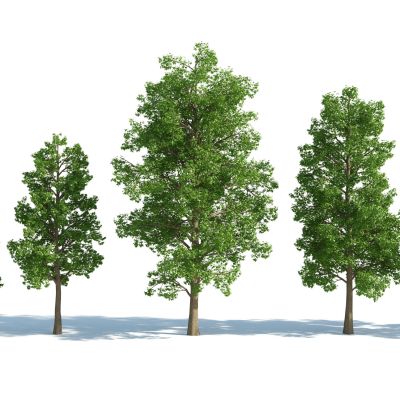 现代树木,树木组合,园林景观树,写实树木,园林植物,园林灌木,灌木树3d