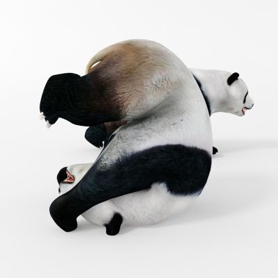 现代动物，熊猫，熊猫动画，熊猫翻滚