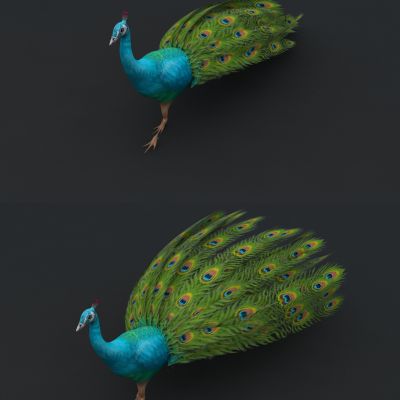 现代动物，孔雀，孔雀开屏