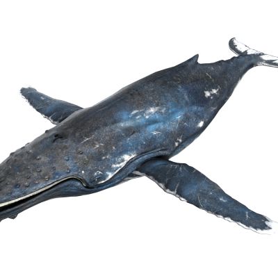 现代动物，海洋动物，鲸鱼，鲸