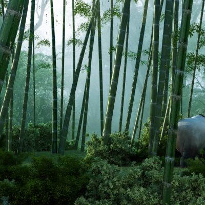 现代竹林，竹林场景，竹子，熊猫，大熊猫