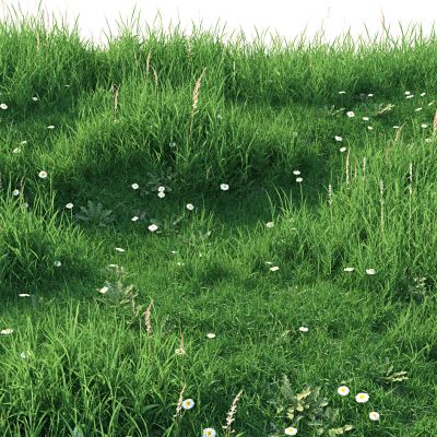 现代植物，草地，草坪，花草灌木，花草