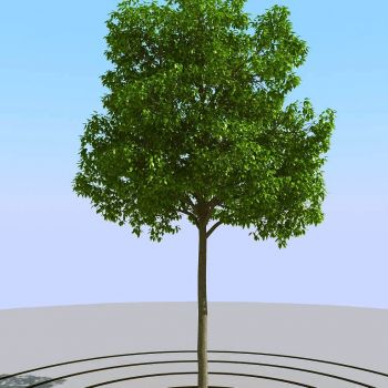 景观植物树3D模型