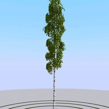 夏季景观植物树木