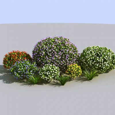 夏季景观植物树木