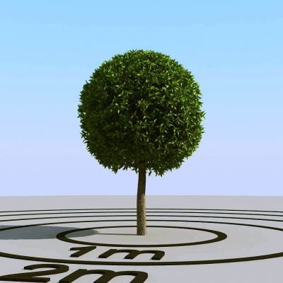 景观树小树树球3D模型