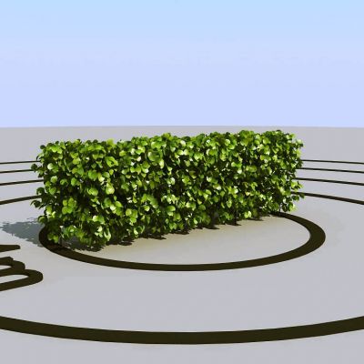 夏季景观植物树木