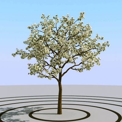 夏季景观植物树木