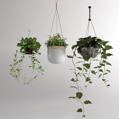 现代吊篮 绿植