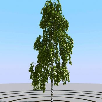 夏季景观植物树木