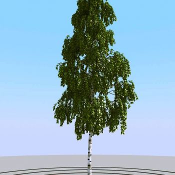 夏季景观植物树木