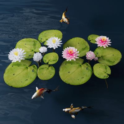 现代荷花 池塘 金鱼