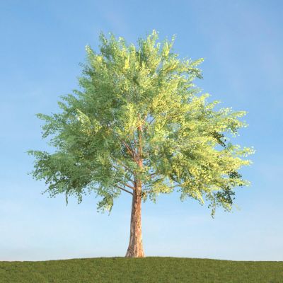 夏季景观树3D模型