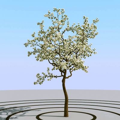 夏季景观植物树木