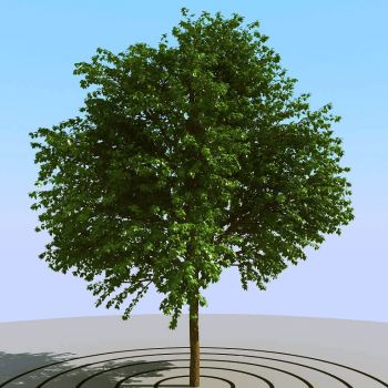 景观植物树3D模型