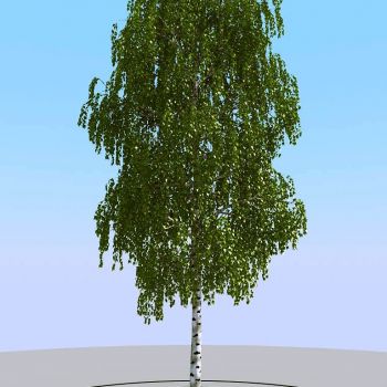 夏季景观植物树木