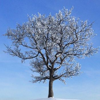 雪景树枯树干枝3D模型