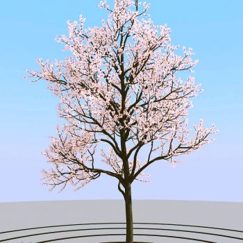 景观树开花的树春天树3D模型