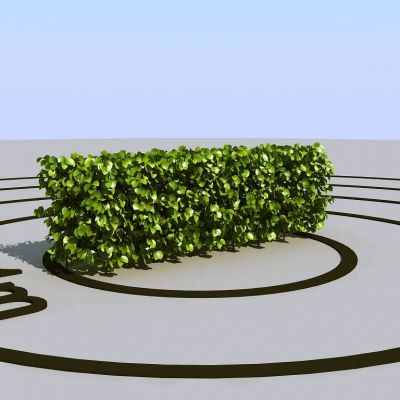 夏季景观植物树木