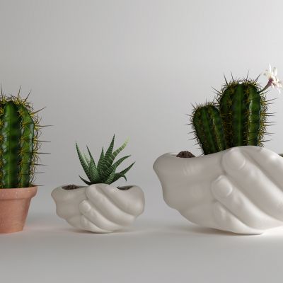 现代仙人掌 盆栽