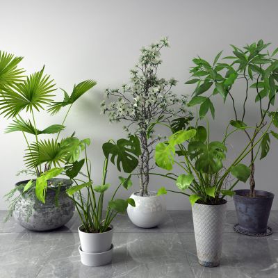 现代盆栽 绿植