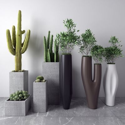 现代盆栽 仙人掌