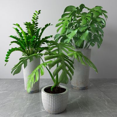 现代盆栽 绿植