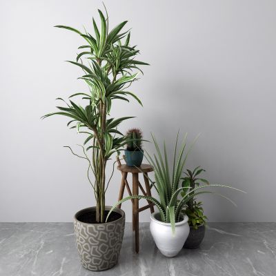 现代盆栽 仙人掌