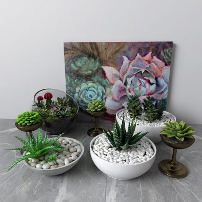 现代盆栽 多肉植物