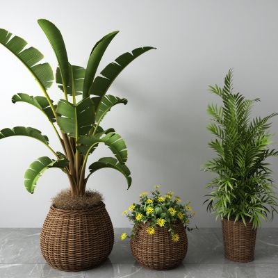 东南亚藤编盆栽