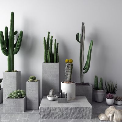 现代盆栽 仙人掌