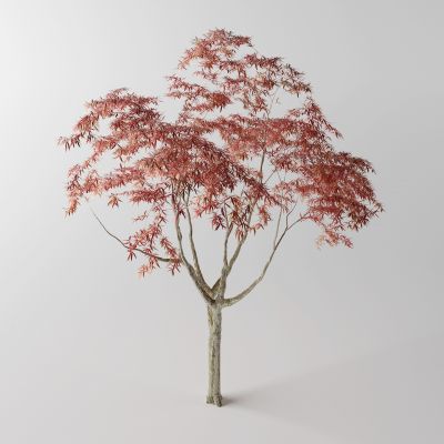现代景观树 枫树