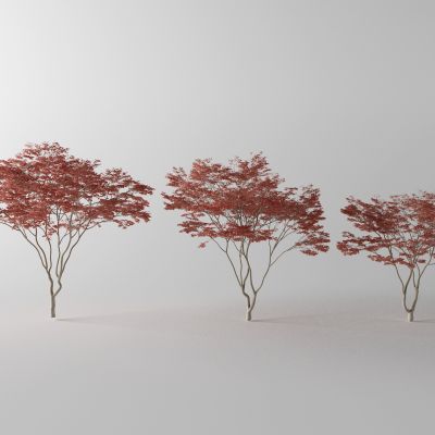 现代景观树 枫树