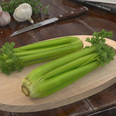 现代芹菜