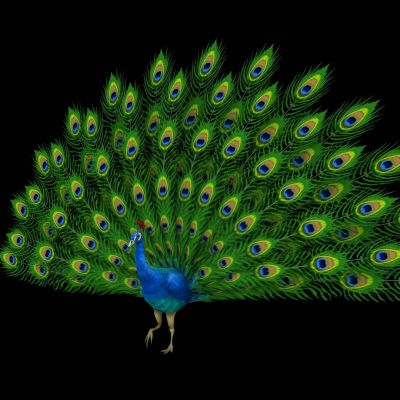 现代孔雀开屏有动画带绑定